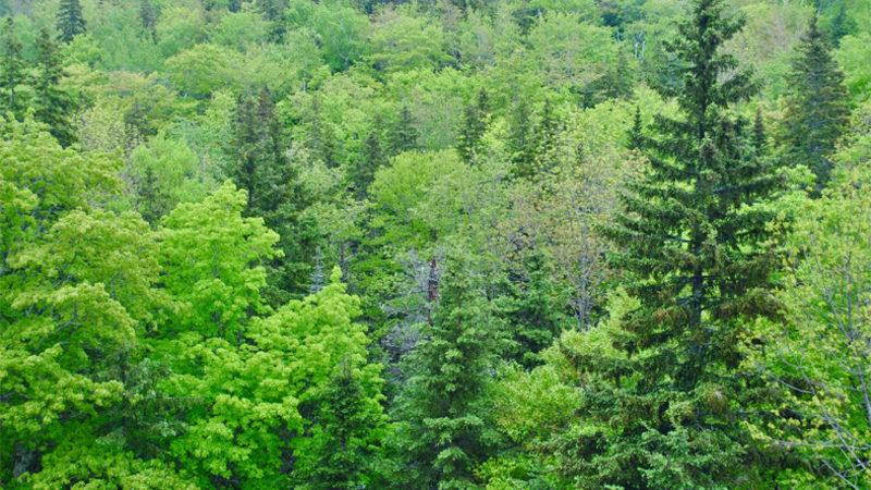 Bitkilerin İnsan Cesedi Yakınında Büyüdüğünde Garip Bir Şey Yaptığı Keşfedildi