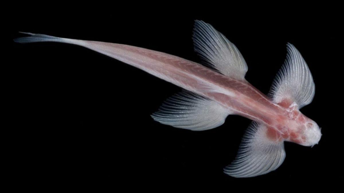 Karada Yürüyebilen Bazı Balık Türleri Keşfedildi