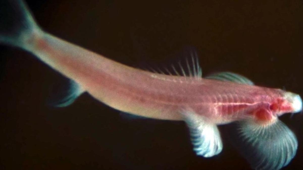 Karada Yürüyebilen Bazı Balık Türleri Keşfedildi