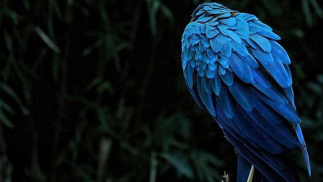 Mavi ve Yeşilin Neden Doğadaki En Parlak Renkler Olduğu Açıklandı