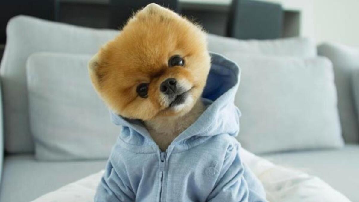 Yapılan Bir Araştırmaya Göre Köpekler, Sahiplerini Ailesi Olarak Görüyor