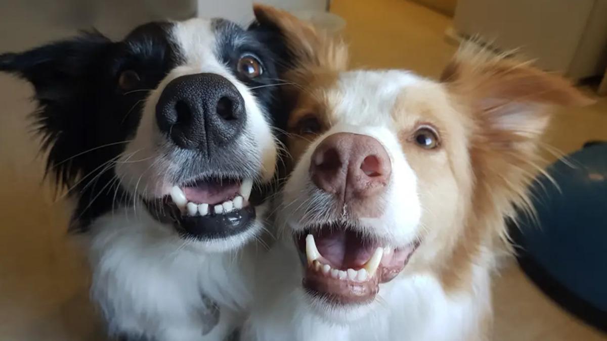 Yapılan Bir Araştırmaya Göre Köpekler, Sahiplerini Ailesi Olarak Görüyor