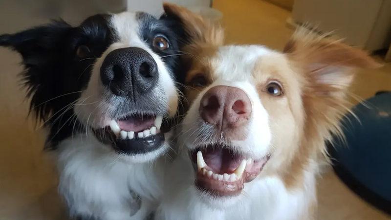 Yapılan Bir Araştırmaya Göre Köpekler, Sahiplerini Ailesi Olarak Görüyor