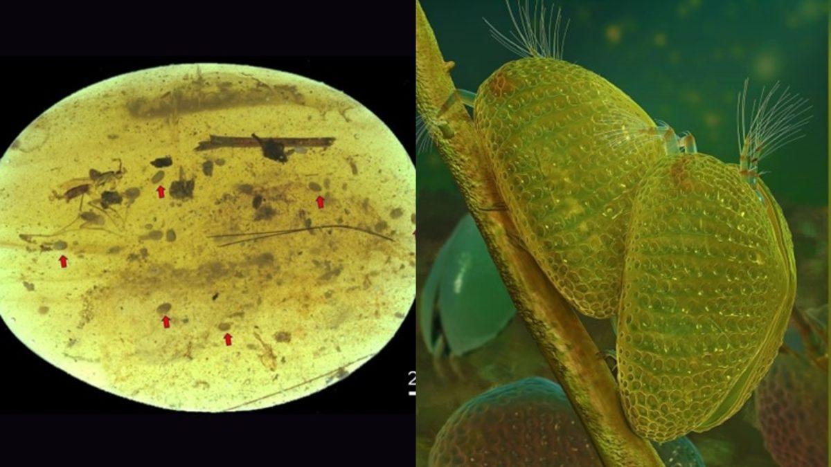 Tam 100 Milyon Yıllık, Dünyanın En Eski Spermi Keşfedildi