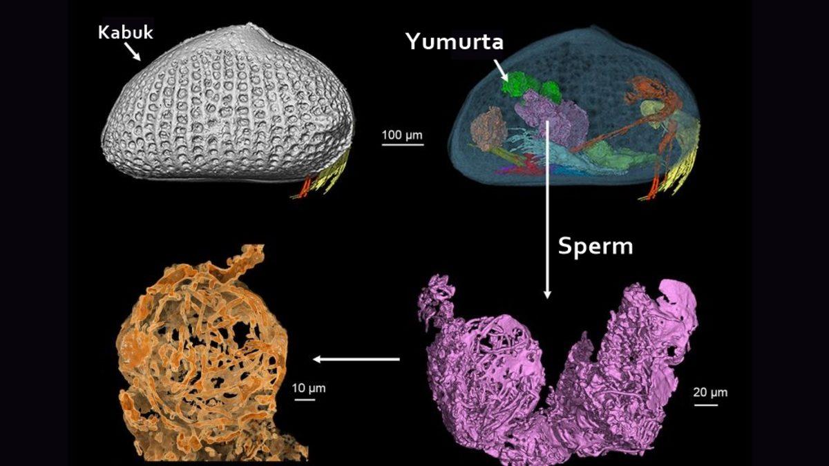 Tam 100 Milyon Yıllık, Dünyanın En Eski Spermi Keşfedildi