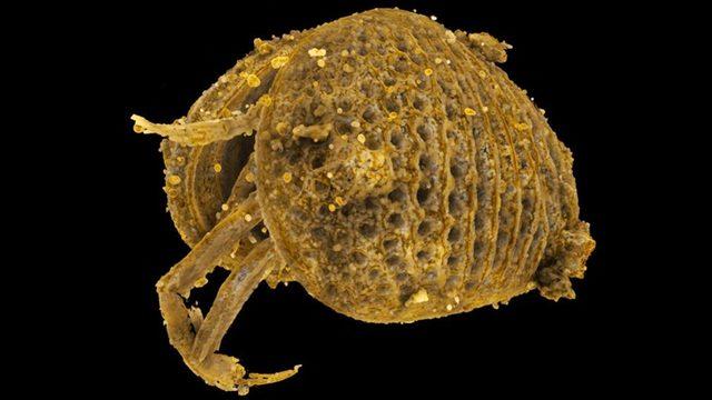 Tam 100 Milyon Yıllık, Dünyanın En Eski Spermi Keşfedildi