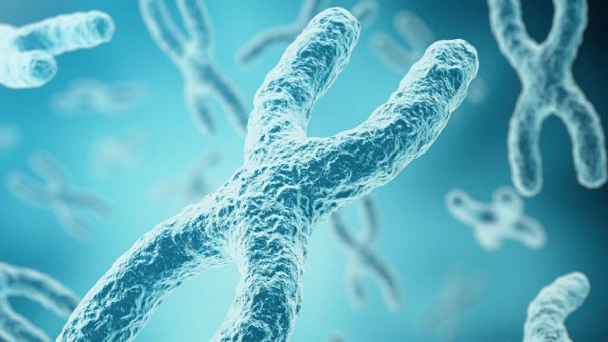 Erkeklerdeki Y Kromozomu, Cinsiyeti Belirlemekten Fazlasını Yapıyor