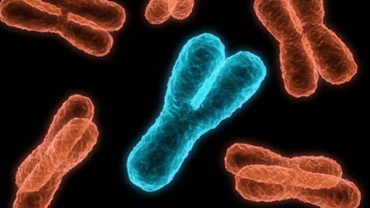 Erkeklerdeki Y Kromozomu, Cinsiyeti Belirlemekten Fazlasını Yapıyor