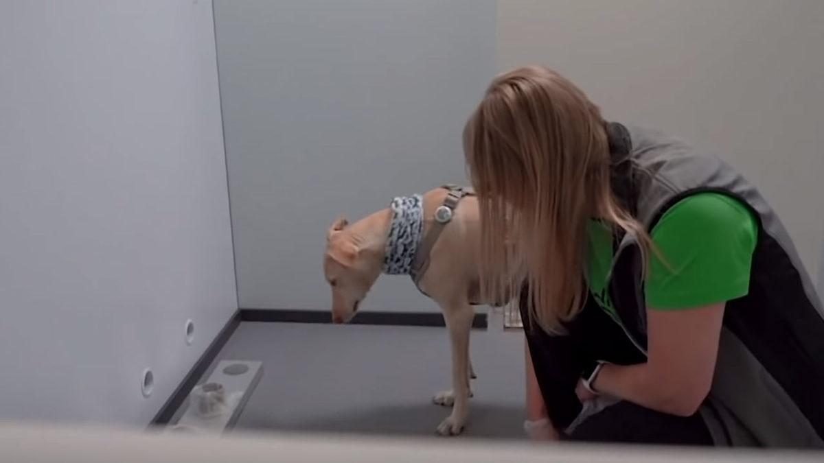 Köpekler, COVID-19 Tespitinde Resmen Kullanılmaya Başlandı (%100 Doğruluk Payıyla)