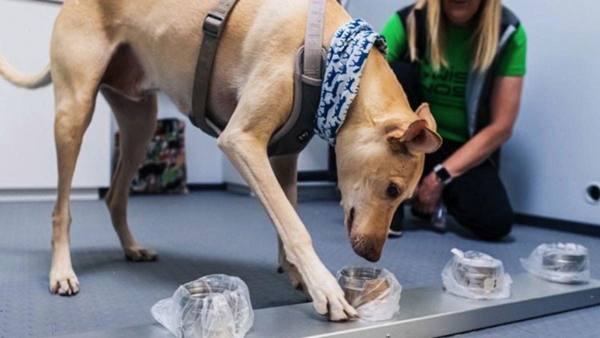 Köpekler, COVID-19 Tespitinde Resmen Kullanılmaya Başlandı (%100 Doğruluk Payıyla)