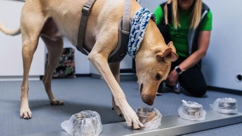 Köpekler, COVID-19 Tespitinde Resmen Kullanılmaya Başlandı (%100 Doğruluk Payıyla)
