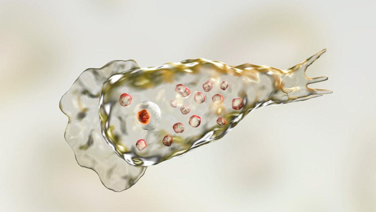 Beyin Yiyen Amip, Bu Sefer ABD’nin Şebeke Suyunda Görüldü