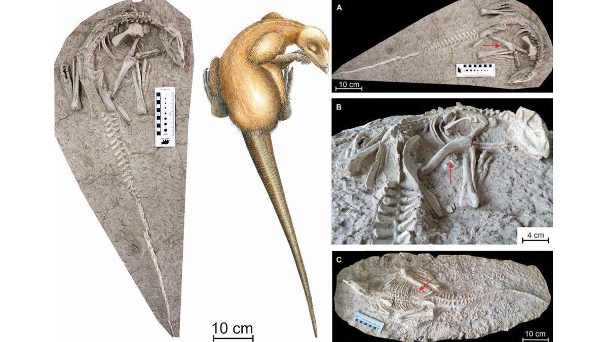 Çin’de Oldukça Tuhaf Görünüme Sahip Yeni Bir Dinozor Türü Keşfedildi