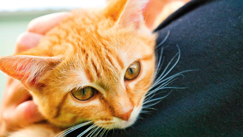 Bilime Göre Turuncu Renkli Kediler Neden Daha Özel?