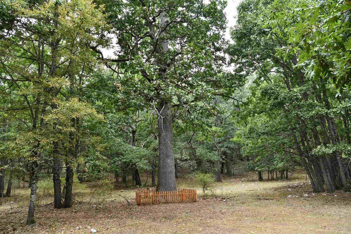 Coğrafya Derslerinden Hatırladığımız ’Endemik Bitki’ Aslında Ne Demek? Türkiye’deki 10 Endemik Bitki Türü