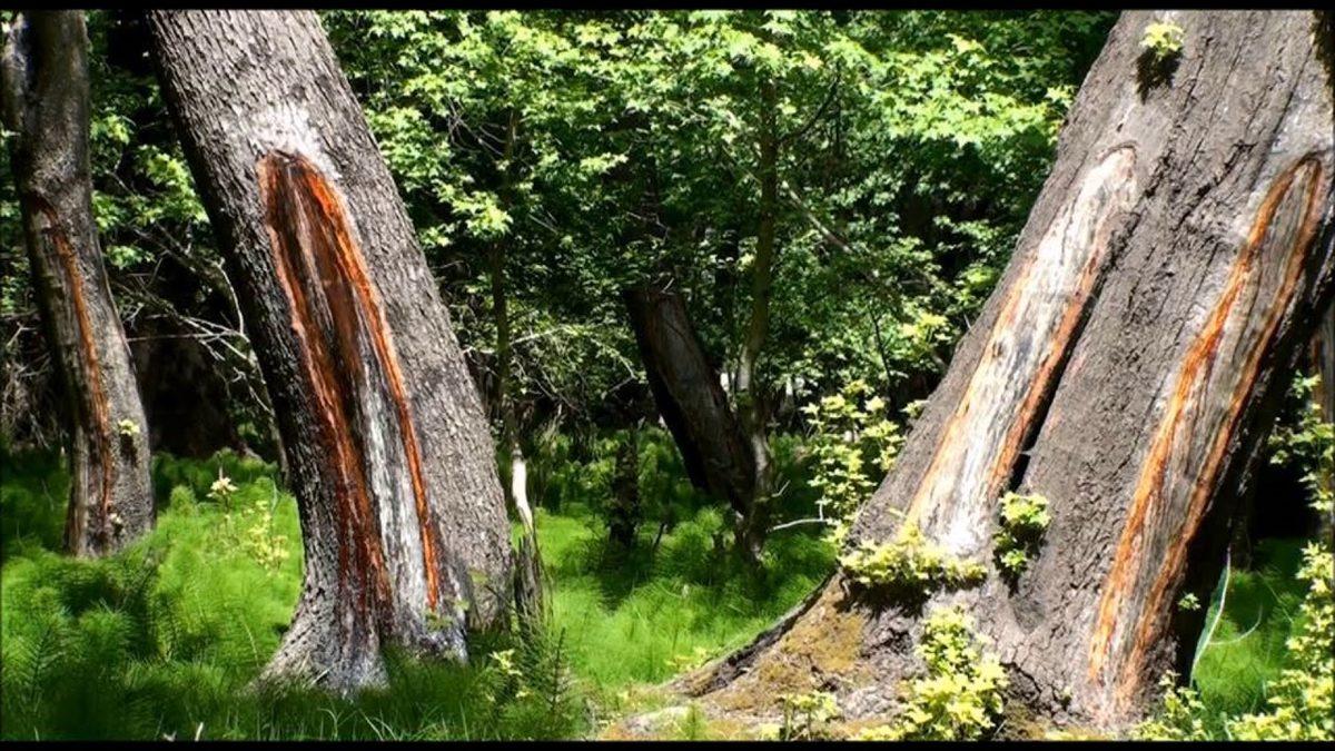 Coğrafya Derslerinden Hatırladığımız ’Endemik Bitki’ Aslında Ne Demek? Türkiye’deki 10 Endemik Bitki Türü