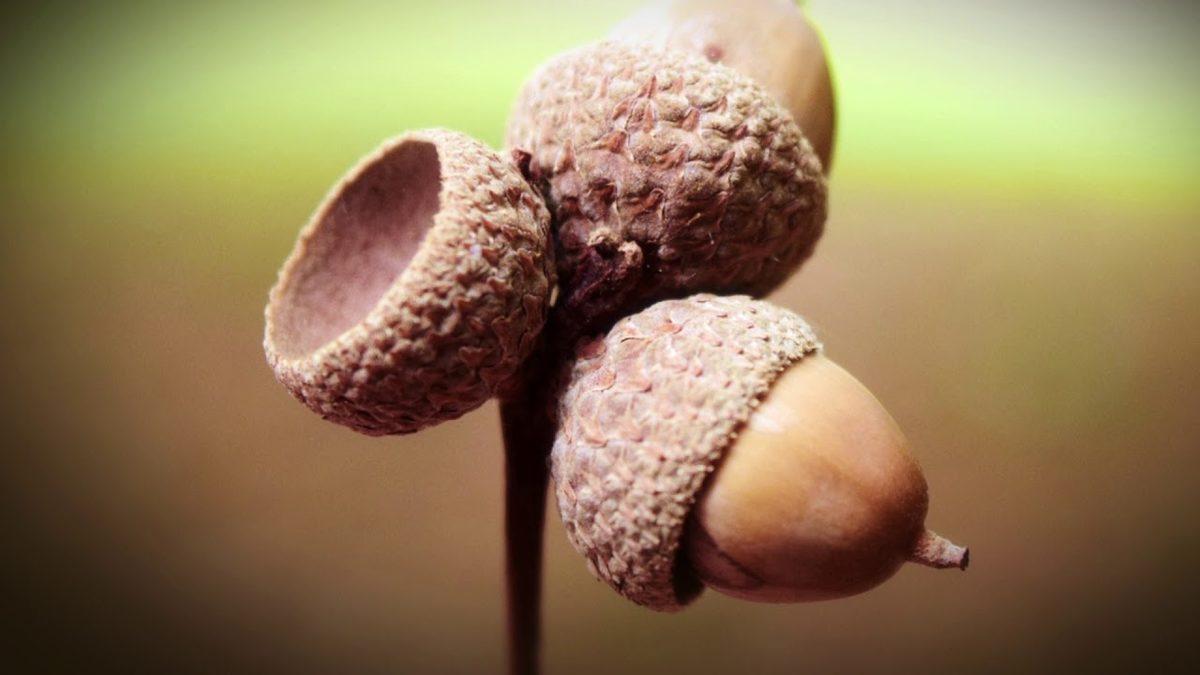 Coğrafya Derslerinden Hatırladığımız ’Endemik Bitki’ Aslında Ne Demek? Türkiye’deki 10 Endemik Bitki Türü