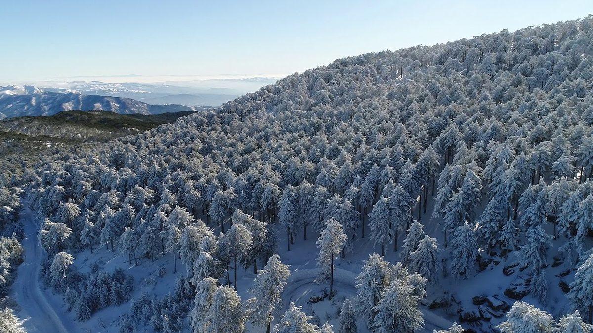 Coğrafya Derslerinden Hatırladığımız ’Endemik Bitki’ Aslında Ne Demek? Türkiye’deki 10 Endemik Bitki Türü