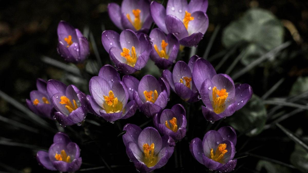 Coğrafya Derslerinden Hatırladığımız ’Endemik Bitki’ Aslında Ne Demek? Türkiye’deki 10 Endemik Bitki Türü