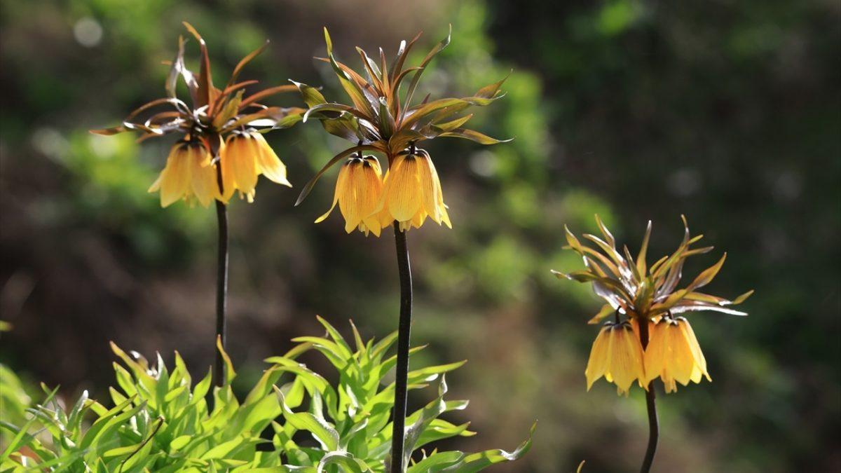 Coğrafya Derslerinden Hatırladığımız ’Endemik Bitki’ Aslında Ne Demek? Türkiye’deki 10 Endemik Bitki Türü