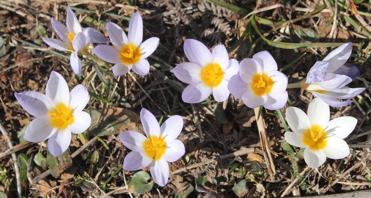 Coğrafya Derslerinden Hatırladığımız ’Endemik Bitki’ Aslında Ne Demek? Türkiye’deki 10 Endemik Bitki Türü