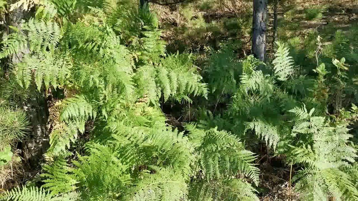 Coğrafya Derslerinden Hatırladığımız ’Endemik Bitki’ Aslında Ne Demek? Türkiye’deki 10 Endemik Bitki Türü