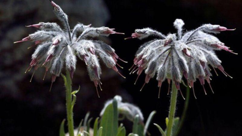 Coğrafya Derslerinden Hatırladığımız ’Endemik Bitki’ Aslında Ne Demek? Türkiye’deki 10 Endemik Bitki Türü