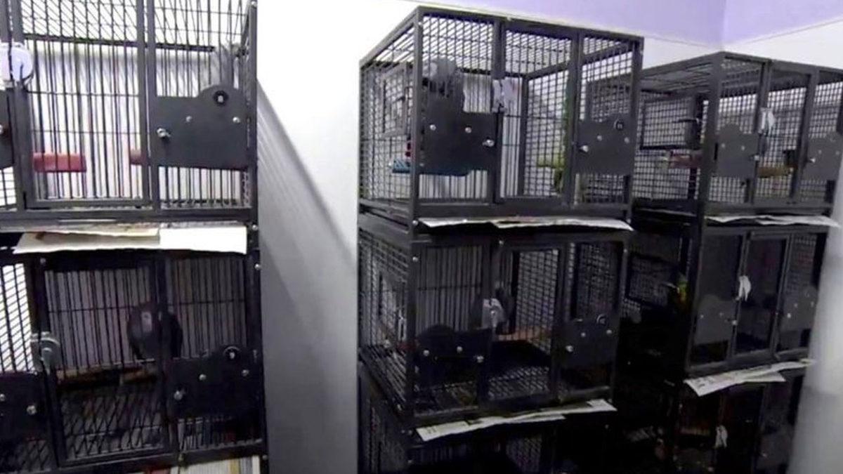 İngiltere’de Ziyaretçilere Küfür Eden Beş Papağan Gösterimden Alındı