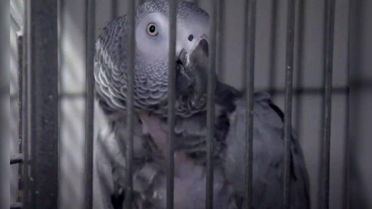 İngiltere’de Ziyaretçilere Küfür Eden Beş Papağan Gösterimden Alındı