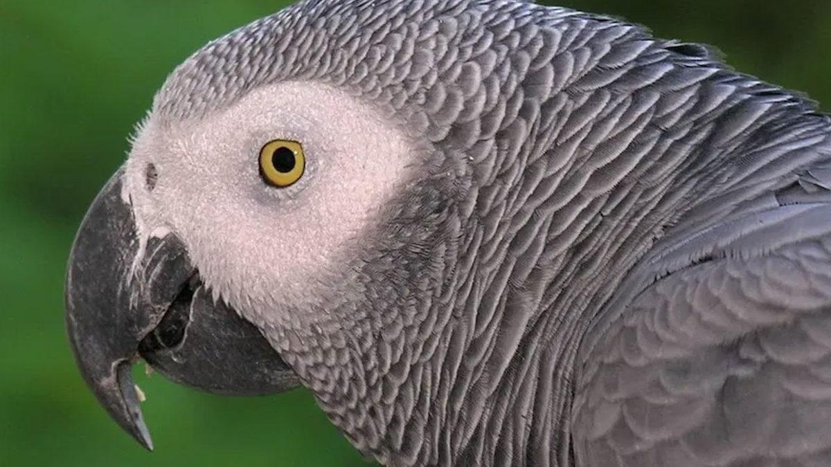 İngiltere’de Ziyaretçilere Küfür Eden Beş Papağan Gösterimden Alındı