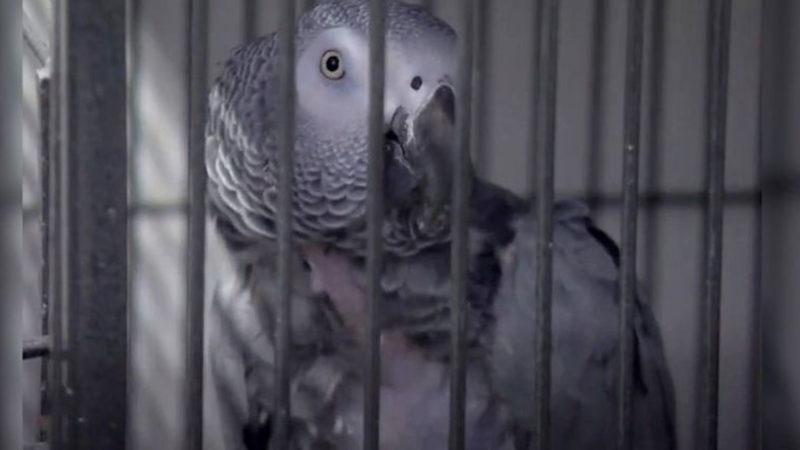 İngiltere’de Ziyaretçilere Küfür Eden Beş Papağan Gösterimden Alındı