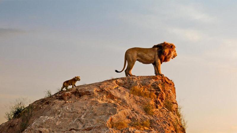 Disney, Lion King’in İkinci Filmini Yapacağını Duyurdu