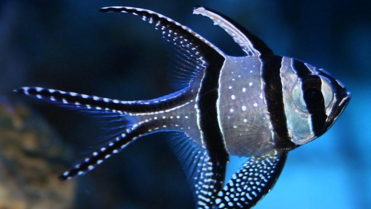 Uçsuz Bucaksız Devasa Bir Mavilikten Fazlası: Büyük Okyanus Hakkında Duyunca Şaşıracağınız 8 İlginç Bilgi