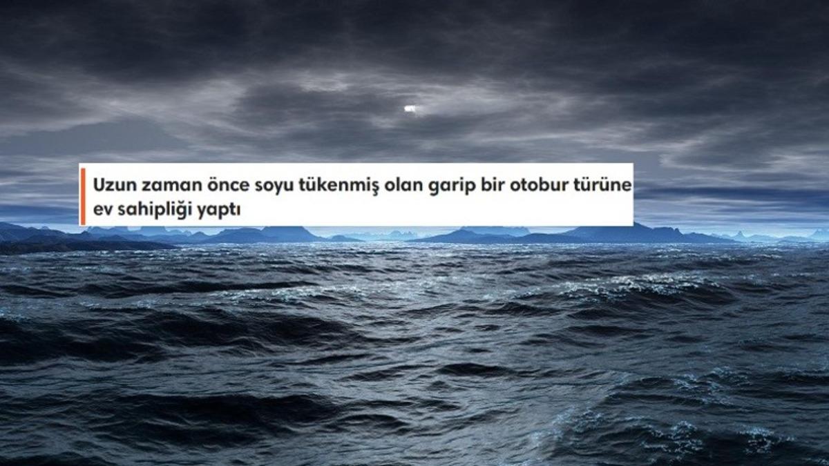 Uçsuz Bucaksız Devasa Bir Mavilikten Fazlası: Büyük Okyanus Hakkında Duyunca Şaşıracağınız 8 İlginç Bilgi
