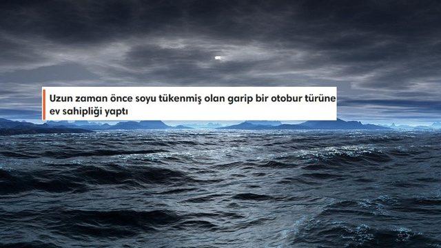 Uçsuz Bucaksız Devasa Bir Mavilikten Fazlası: Büyük Okyanus Hakkında Duyunca Şaşıracağınız 8 İlginç Bilgi