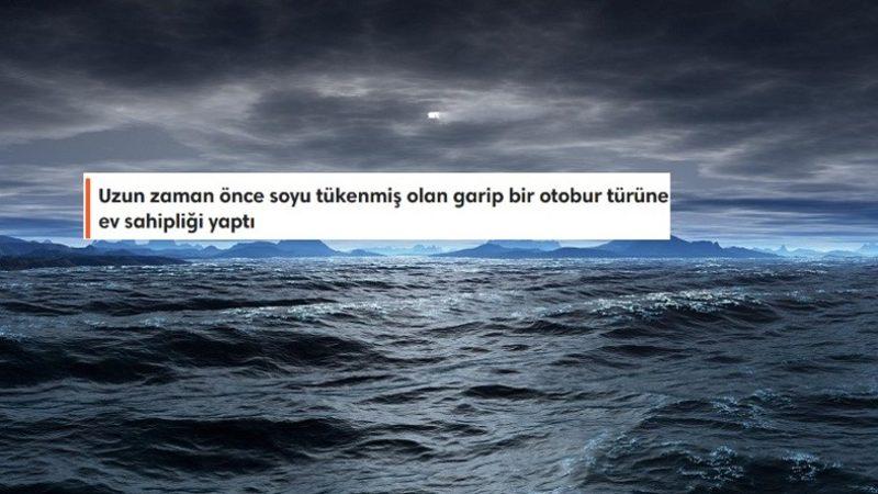Uçsuz Bucaksız Devasa Bir Mavilikten Fazlası: Büyük Okyanus Hakkında Duyunca Şaşıracağınız 8 İlginç Bilgi