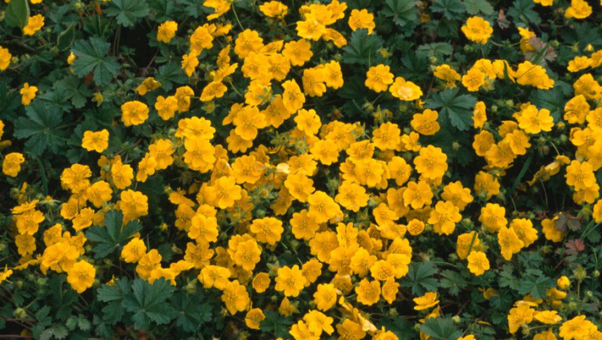 Çiçeklerin Küresel Isınma Nedeniyle Renk Değiştirdiği Ortaya Çıktı