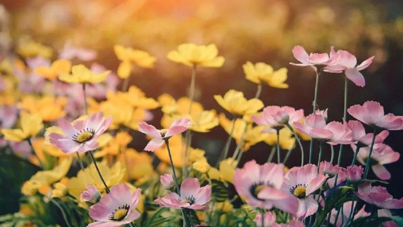 Çiçeklerin Küresel Isınma Nedeniyle Renk Değiştirdiği Ortaya Çıktı