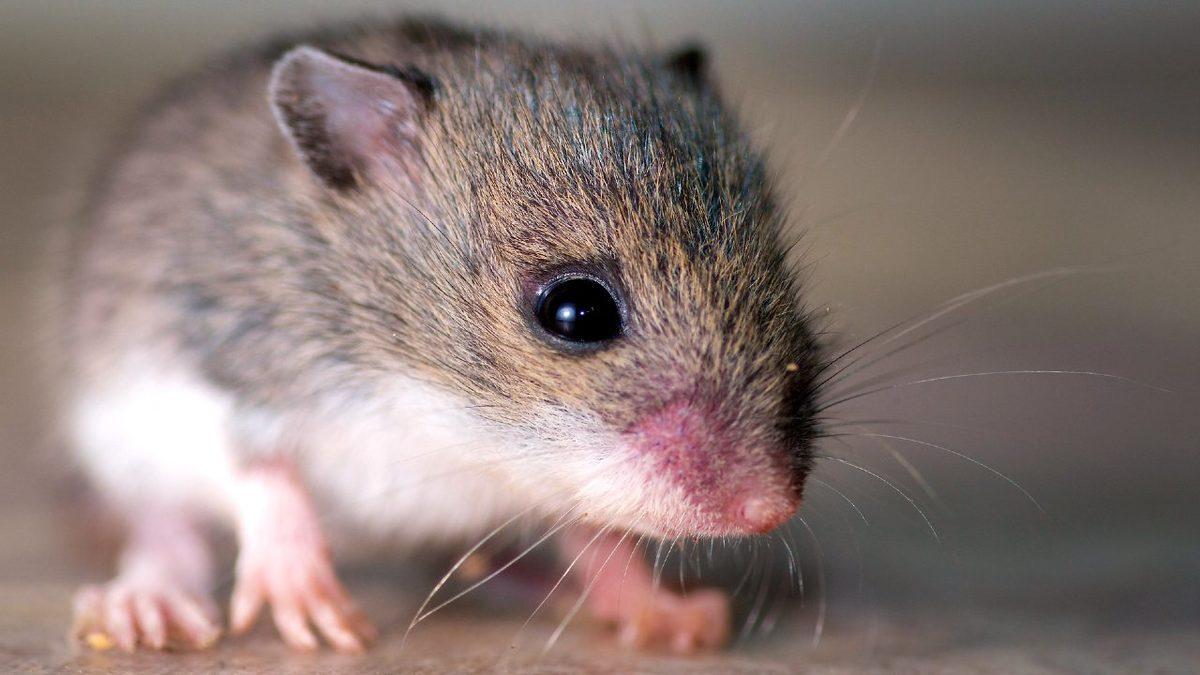 Umarsızca Katledilen Erkek Civcivler Kurtuluyor: ’İstenilen Cinsiyette’ Hayvan Üretmenin Yolu Bulundu