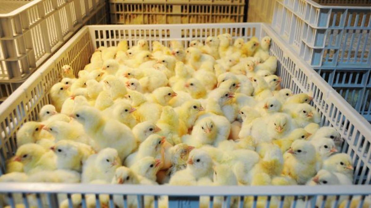 Umarsızca Katledilen Erkek Civcivler Kurtuluyor: ’İstenilen Cinsiyette’ Hayvan Üretmenin Yolu Bulundu