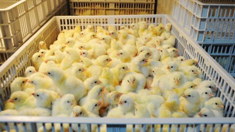 Umarsızca Katledilen Erkek Civcivler Kurtuluyor: ’İstenilen Cinsiyette’ Hayvan Üretmenin Yolu Bulundu
