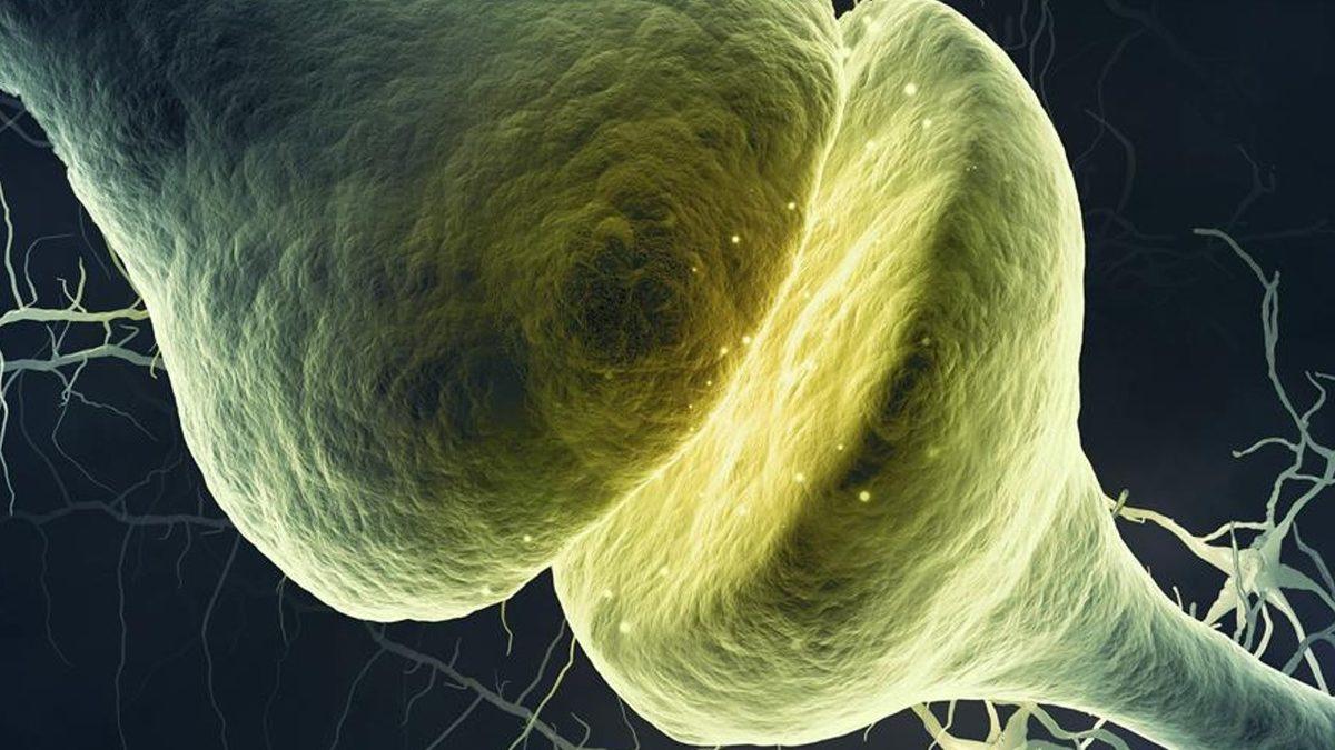 İnsan Beyninin Neden ’Dinlenirken Bile’ Çok Fazla Enerji Tükettiği Ortaya Çıkarıldı