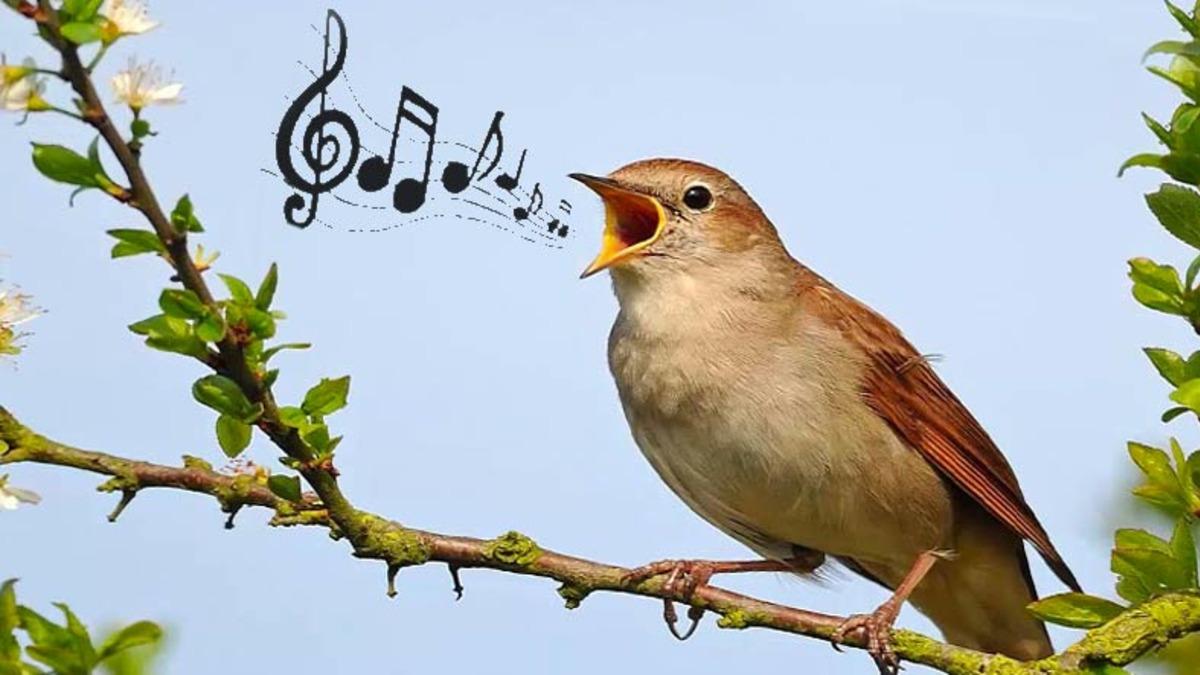 Kuşların Daha Az Öttükleri Keşfedildi: Doğanın Sesi Artık Daha Az Çeşitli