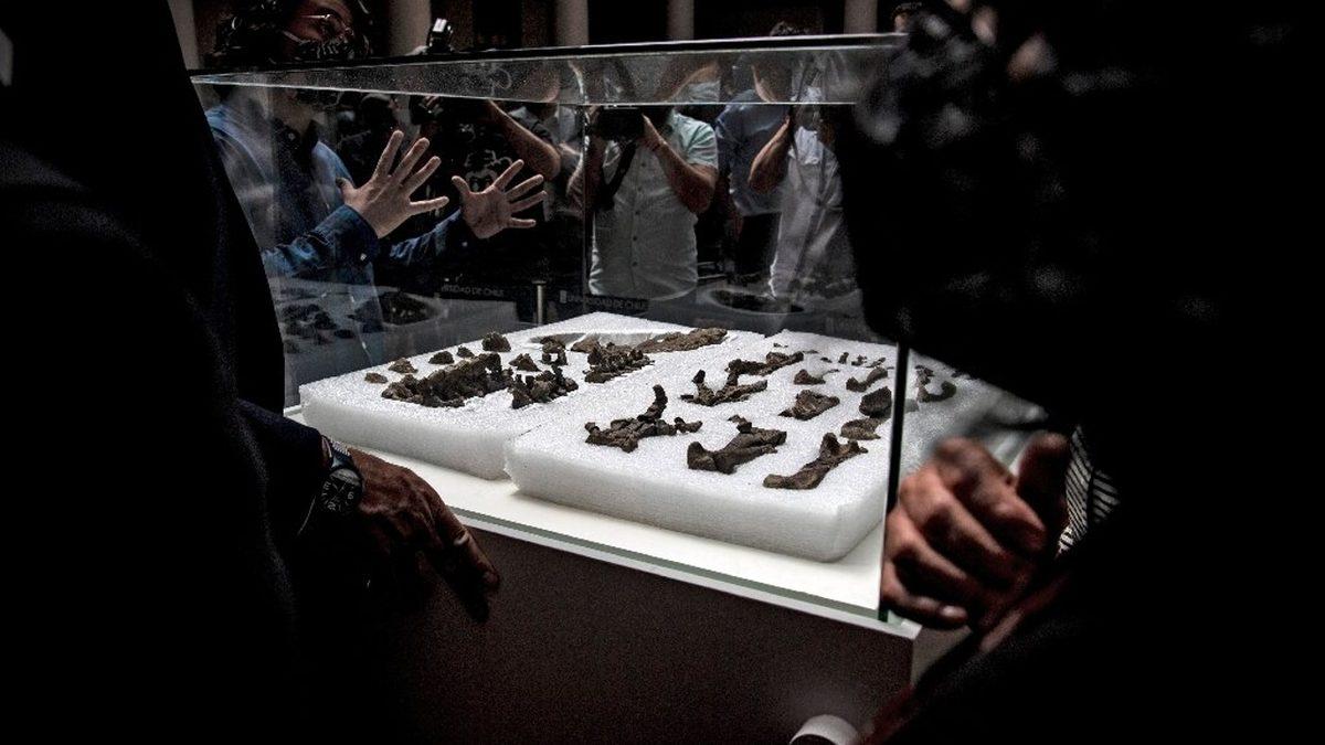 Patagonya’da Eşi Benzeri Olmayan Bir Kuyruk Tipine Sahip Zırhlı Bir Dinozor Türünün Kalıntıları Bulundu