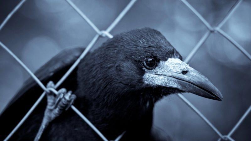 Kargalarda Yalnızca İnsanlar ve Primatlardaki Gibi Bir Bilinç Olduğu Ortaya Çıktı