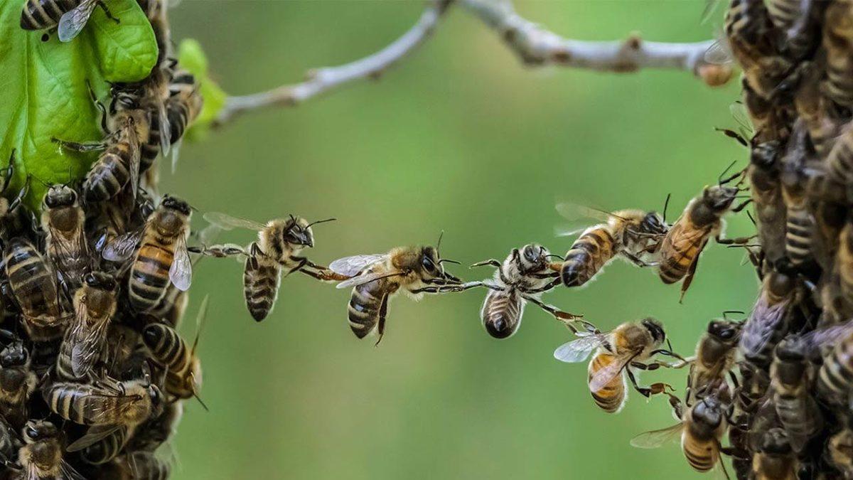 Avrupa Bal Arılarının Aslında Asyalı Oldukları Ortaya Çıktı