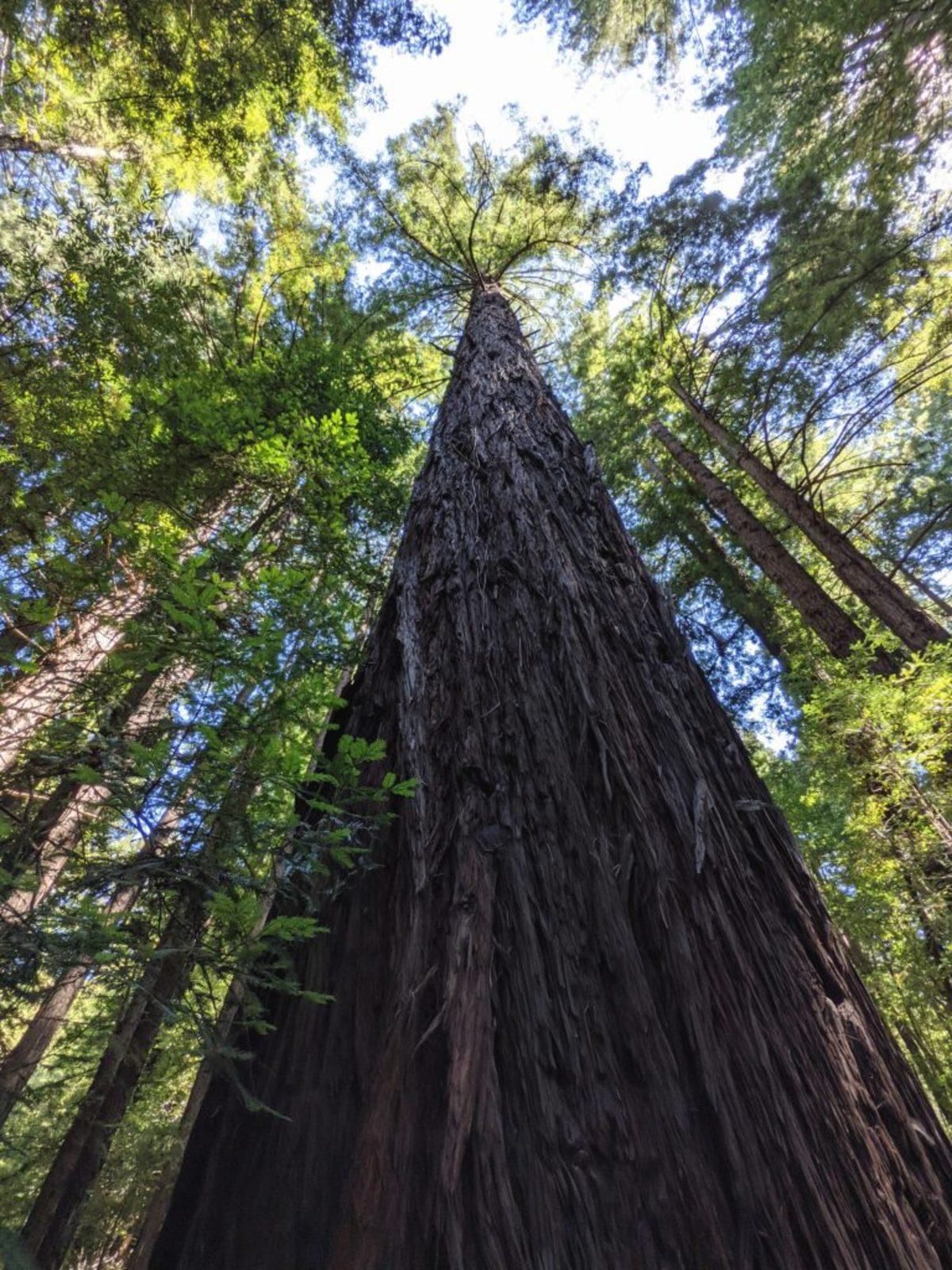 Google Pixel 5 ve Pixel 4a 5G Fotoğraf Örnekleri 7 Google Pixel 5 ve Pixel 4a 5G’nin Etkileyici Kamera Performansını Gösteren Fotoğraf Örnekleri