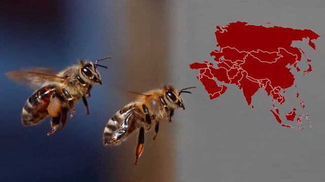 Avrupa Bal Arılarının Aslında Asyalı Oldukları Ortaya Çıktı