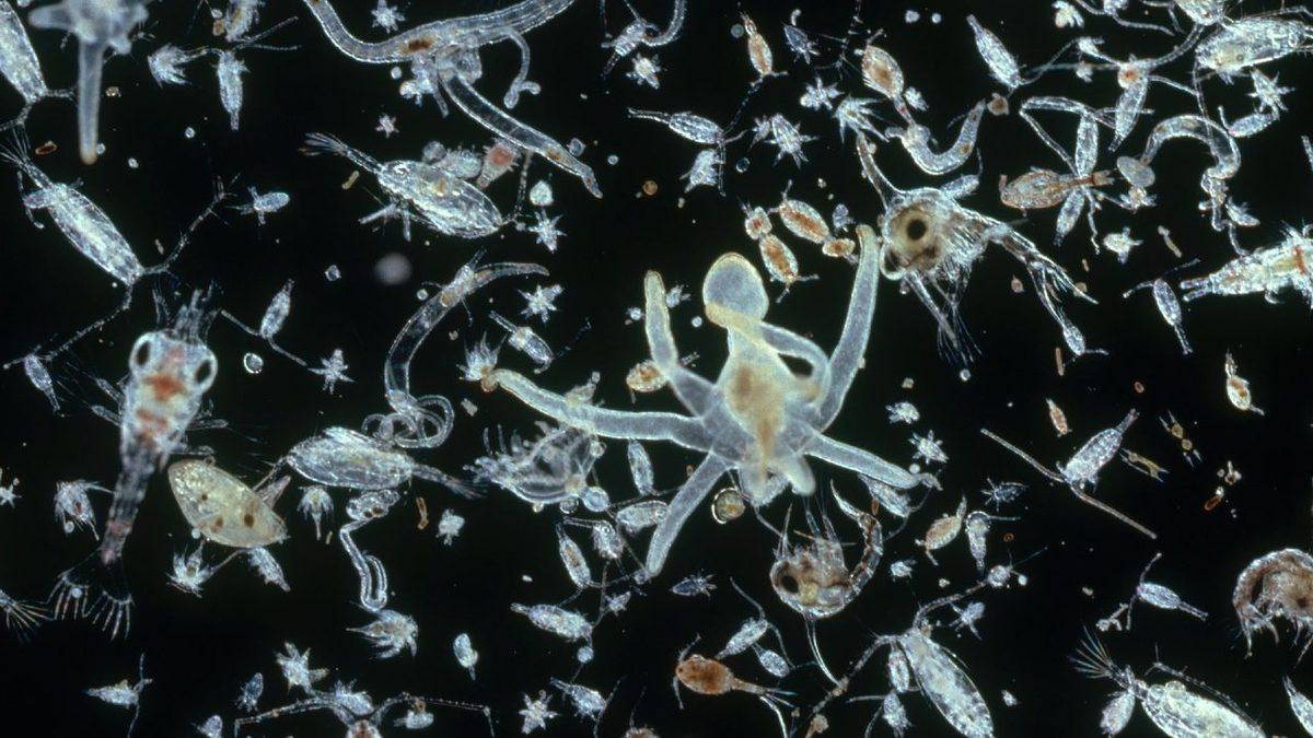 Küçük Deyip Geçmeyin: Okyanuslardaki Planktonların ’Dağların Oluşmasına’ Katkı Sağladığı Ortaya Çıktı