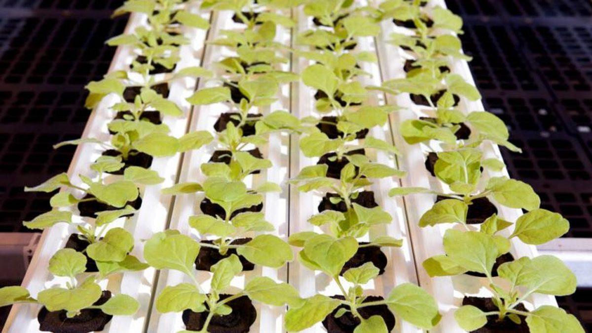 Dünyada Bir İlk: Kanada’da Bitkisel Bazlı COVID-19 Aşısı Üretildi